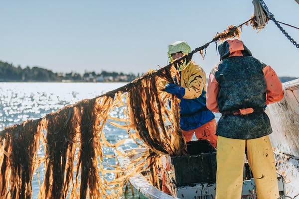 Fishermen on a boat harvesting seaweed on calm waters