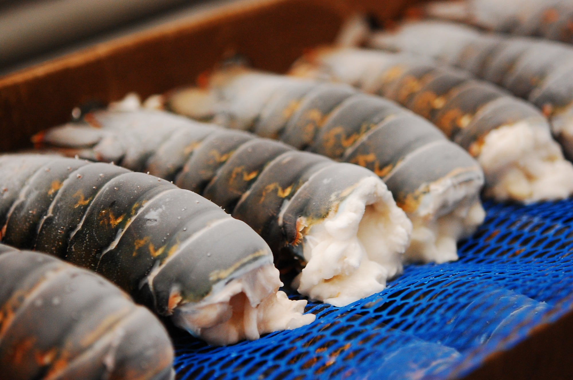 Luke's Flash-Frozen Seafood 101