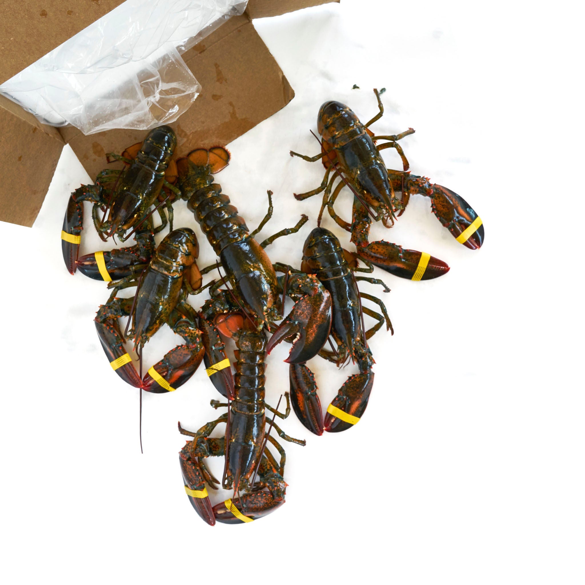 Load image into Gallery viewer, Live Maine Lobster - 1.25 - 1.5 lb
