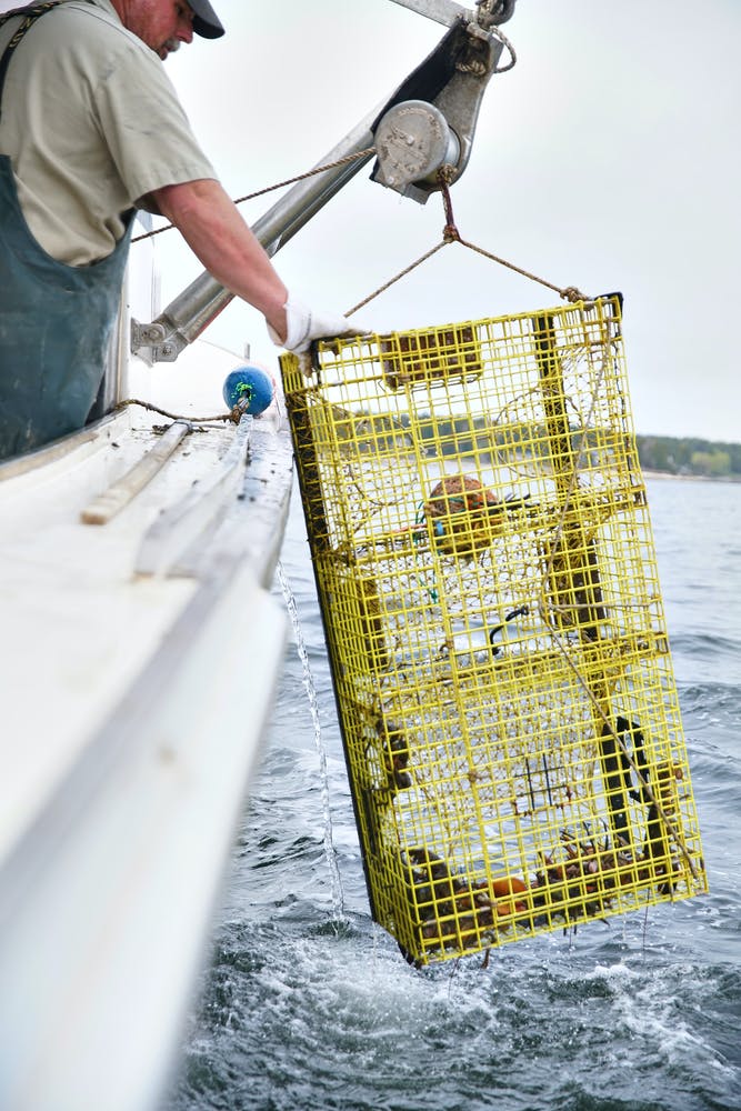 Lobster man retrieving lobster trap