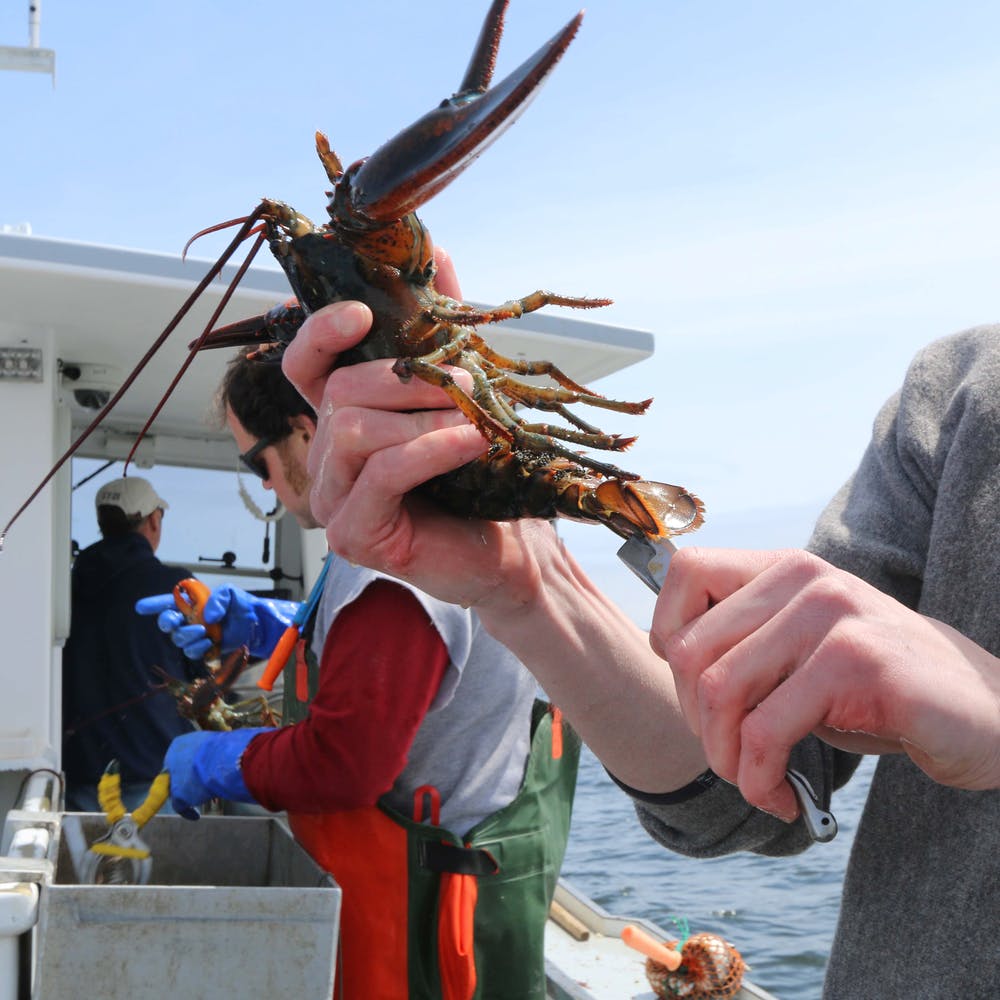 lobsterman notching a lobster tail